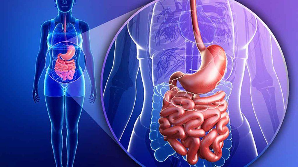 آناتومی دستگاه گوارش بدن