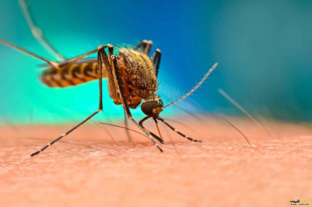 انتقال بیماری از حشرات به انسان 