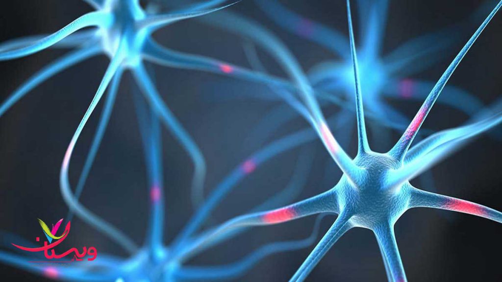 رشته های عصبی مربوط به چشم