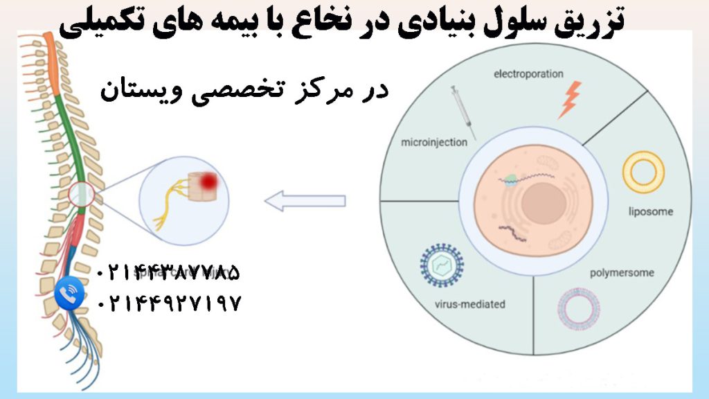 ستون فقرات و نخاع انسان-تصویری از یک سلول بنیادی