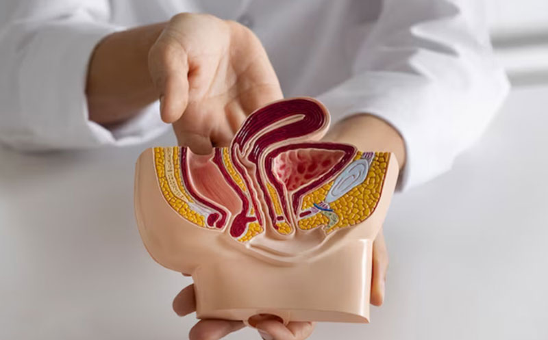 فوق تخصص کلیه و مجاری ادراری زنان در تهران، در حال توضیح اینکه چه زمانی زنان باید به دکتر اورولوژیست مراجعه کنند فوق تخصص کلیه و مجاری ادراری زنان در تهران، در حال توضیح اینکه چه زمانی زنان باید به دکتر اورولوژیست مراجعه کنند